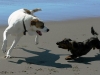 dogs-playing-on-the-beach1